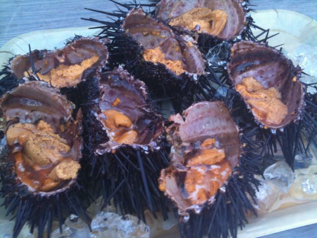sea urchin [640x480].JPG